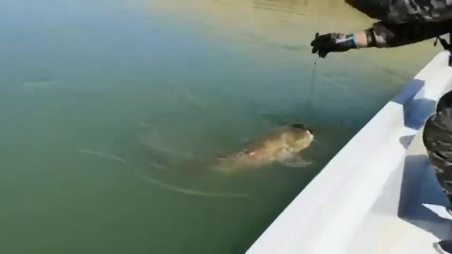 Поймали самый большой сом смотреть онлайн