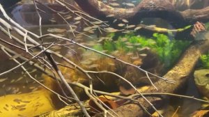 Аммиак и Аммоний в аквариумной воде. Норма, влияние, контроль