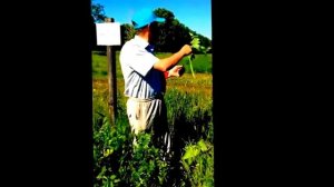 Козлятник восточный