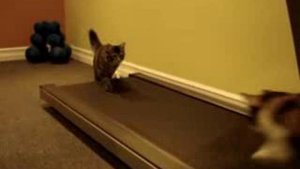 Кошки на беговой дорожке