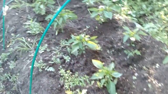 Перцы Калифорнийское Чудо растут не в высь, а в ширь. 04.07