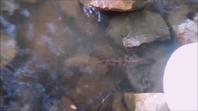 Судака запускаю в пруд смотреть онлайн