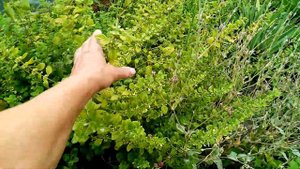 Обрезаю 🌿🌿🌿Мяту МЕЛИССУ что бы ОМОЛОДИЛАСЬ!!!👍👍👍. Как это ДЕЛАЮ!!! 🌞. 15 августа 2023г💖.