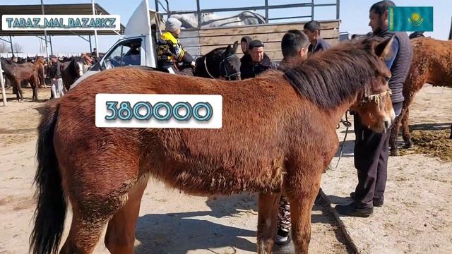 Жылқы бағасы ірі қара Тараз мал базар 26.03.2023 ✅
