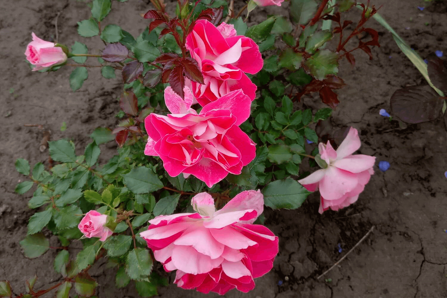 Миниатюрные розы. Обрезка весной (Miniature roses. Pruning)