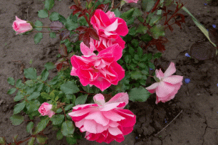 Миниатюрные розы. Обрезка весной (Miniature roses. Pruning)