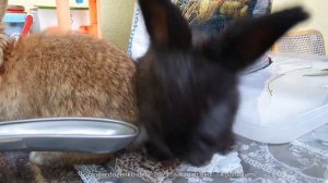 Ангорские кролики (ангорские крольчата)