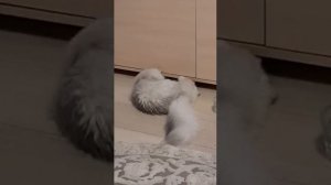 Кот съел муху