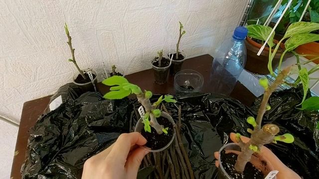 Инжир на укоренении.Советы