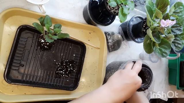 Фиалки, посадки-пересадки! смотреть онлайн