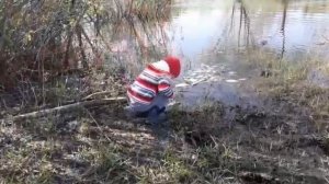 Зарыбление деревенского пруда, разно колиберным карасём, золотистым и серебряным.