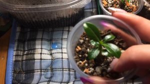 Адениум  (сеянцам 1 месяц) Обзор