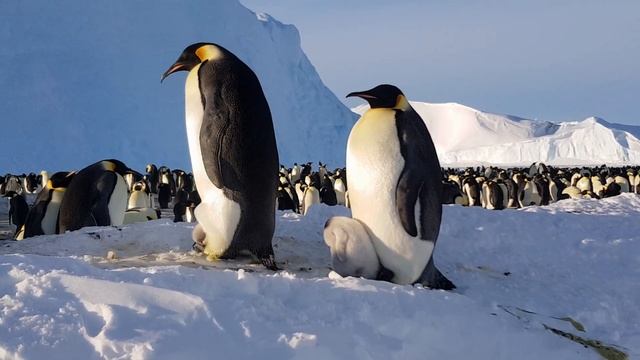 Eve of the Emperor Penguin смотреть онлайн