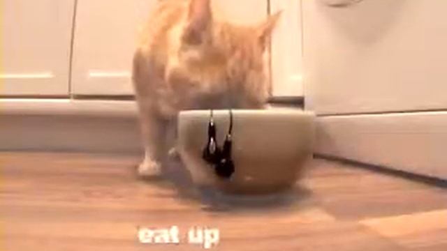 Как распутать наушники с помощью кота!трешатина смотреть онлайн