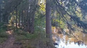 Озеро Лесоостровское в Ленинградской области/ Выборг Яшино/ Постройка в лесу/ Прогулка с собакой