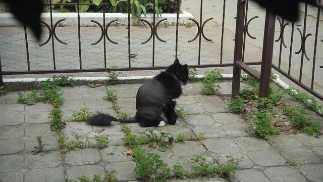 Черный кот с сердцем льва в Кишиневе (подстриженный кот) смотреть онлайн