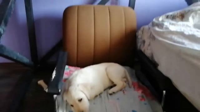 Лабрадор щенок почти 2 месяца обучаем командам, приучаем к пелёнке смотреть онлайн
