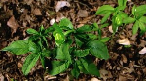 Змеи.Яд. Часть1 - Сборник - Документальный фильм