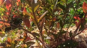 Обрезка голубики сорт Денис Блю