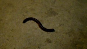 Дикая тварь, из дикого леса