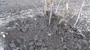 Обрезать или не обрезать розы на зиму. Укрываем розы.