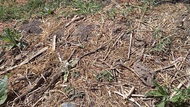 Дикий хомяк карбыш возле гнезда (European hamster) смотреть онлайн