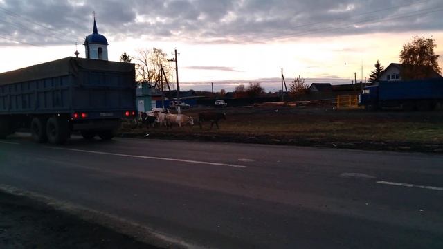 Чарующая картинка из ПРОШЛОГО. СТАДО КОРОВ выходит из села, Остатки ЛПХ, Скоро и этого не будет смотреть онлайн