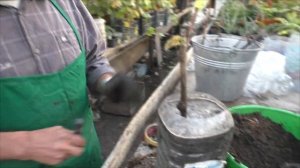 Мой метод посадки винограда в зиму в контейнеры.