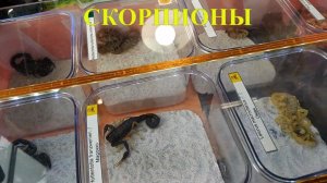 Скорпионы. Виды. Содержание. Коллекция.