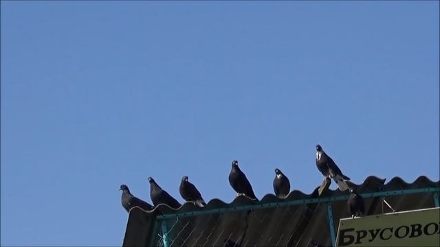 Голуби. Первый выпуск 2019г. смотреть онлайн