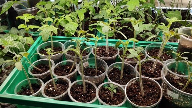 03.04.22.Глоксинии не удались?Рассада прет как на дрожжах .. томаты.. перцы.. баклажаны и петунии? смотреть онлайн