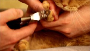 как стричь когти беспокойному коту .wmv