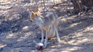 Kgalagadi National Park