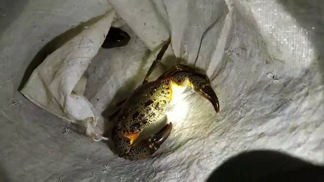 Ночная жизнь Черного моря... Ежи и крабы. смотреть онлайн