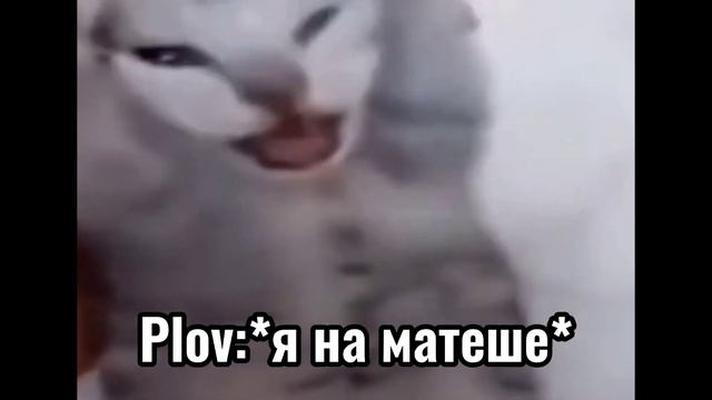 Школа би лайк/ кот кричит (мем из тик тока) смотреть онлайн