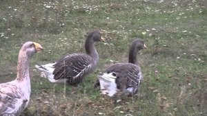 Еденские гуси Игоря  Лунина. Экспедиция по гусеводческим хозяйствам №2.