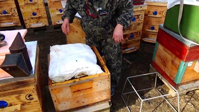 Весна, из омшаника в новые ульи , Апидомик