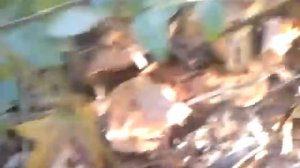 Собираю Грибы в Тольятти (Море их там)