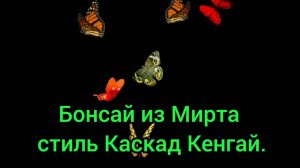 Бонсай из Мирта, стиль Полу каскад, Хан кенгай, летняя обрезка