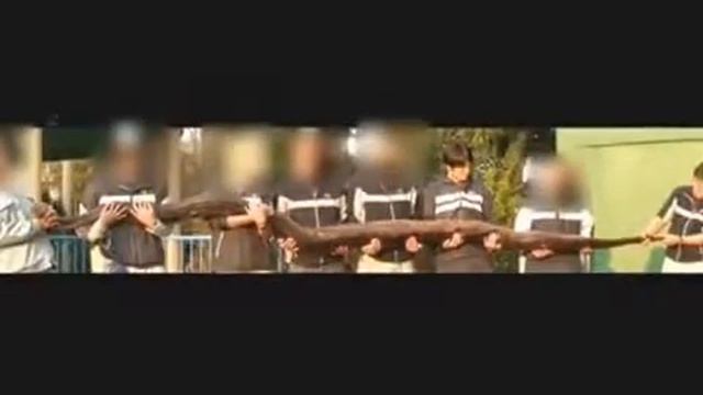 Монстры Земли. Огромные змеи.