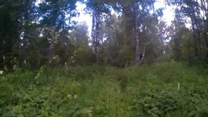 Скаут Сафари 3 Bigfoot. Верхом на рыжем друге на плантации иван-чая или летние покатушки