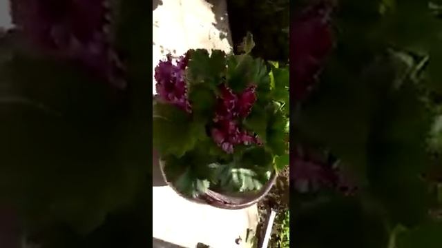 Королевские пеларгонии и ампельные петунии смотреть онлайн