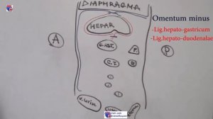 Анатомия брюшины и ее топография - meduniver.com