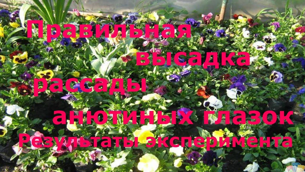 Правильная высадка рассады виолы (анютиных глазок) в грунт! Результаты  эксперимента!