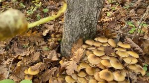 Сбор грибов - опят Северский район