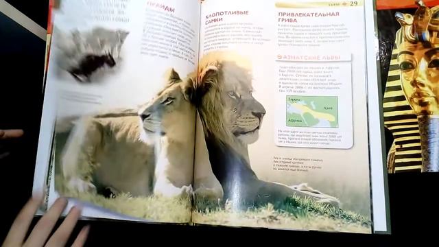 ДЕТСКАЯ ЭНЦИКЛОПЕДИЯ "Большие Кошки" смотреть онлайн