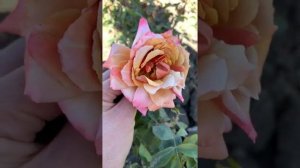 Редчайшая роза? Magic Monent?Новозеландия, 2017