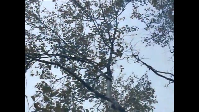 Школа № 1 г. Нарьян-Мара, профклассы смотреть онлайн