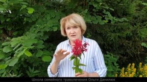 Монарда