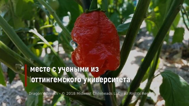 Самый Острый Перец Чили | Как называется самый острый перец настолько острый, что может убить людей смотреть онлайн